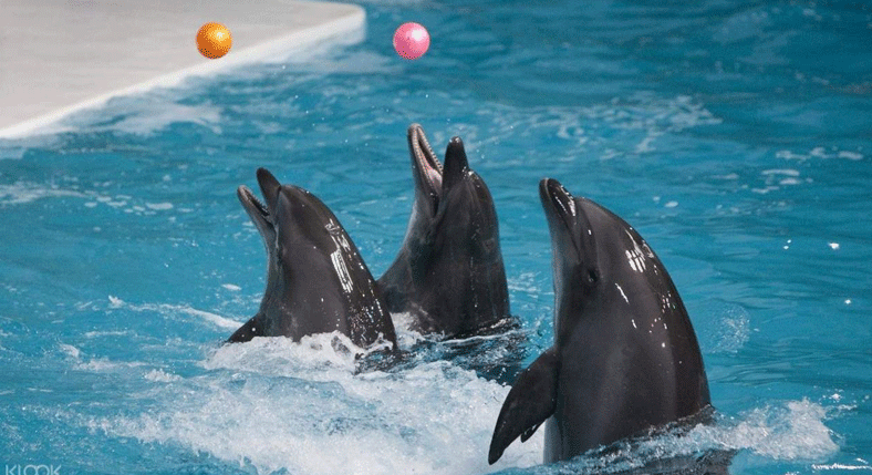 Dubai Dolphinarium