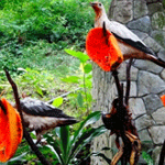 Kuala Lumpur Bird Park – Famous Attractions and Exhibits You Should Know About