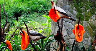 Kuala Lumpur Bird Park – Famous Attractions and Exhibits You Should Know About