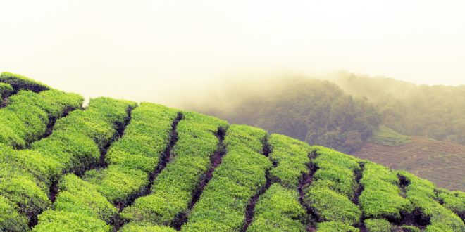 Cameron Highlands