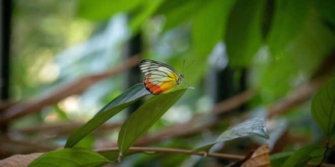 Singapore Botanical Gardens