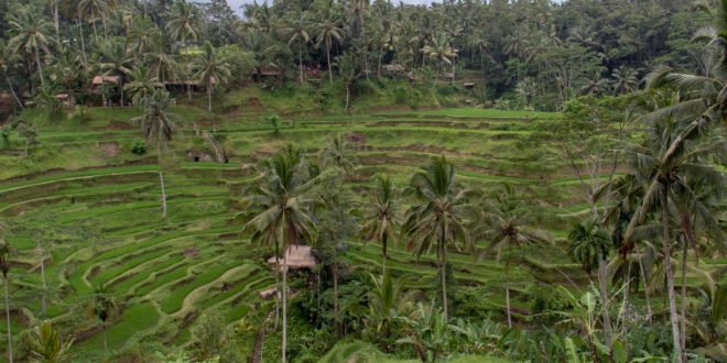 Tegalalang Rice Fields Bali DMC