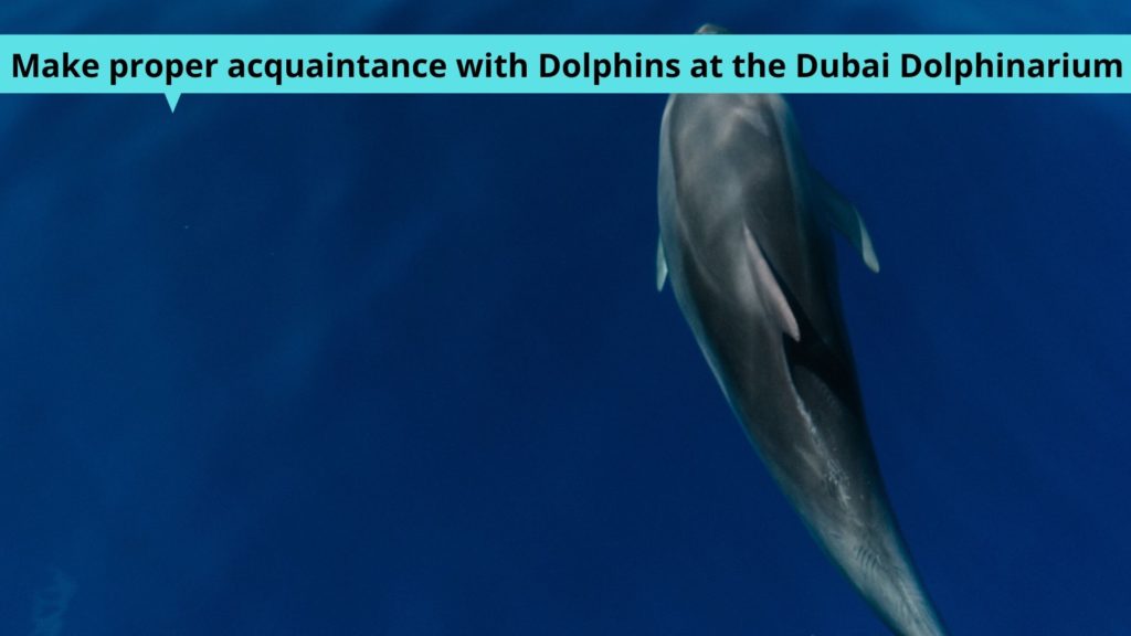 Make proper acquaintance with Dolphins at the Dubai Dolphinarium