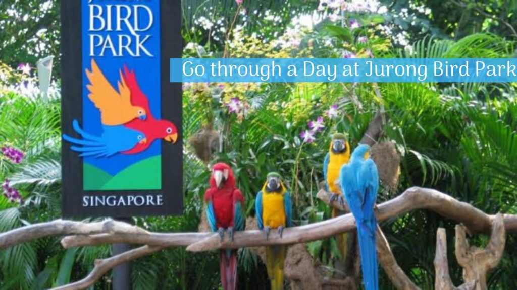 Go through a Day at Jurong Bird Park