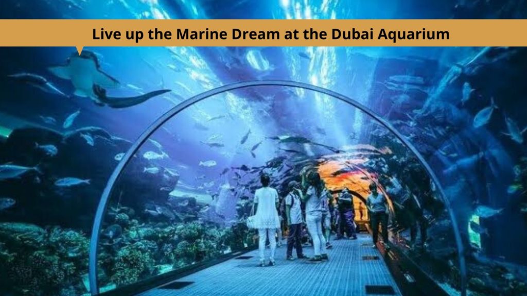 Live up the Marine Dream at the Dubai Aquarium