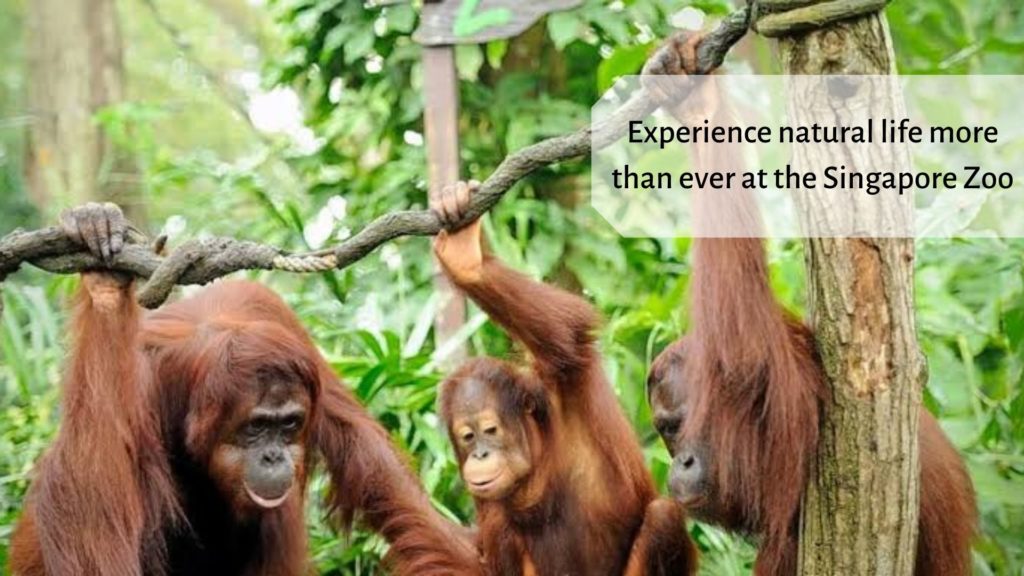 Experience natural life more than ever at the Singapore Zoo