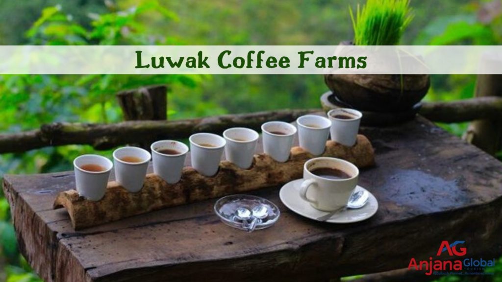 Luwak Coffee Farms