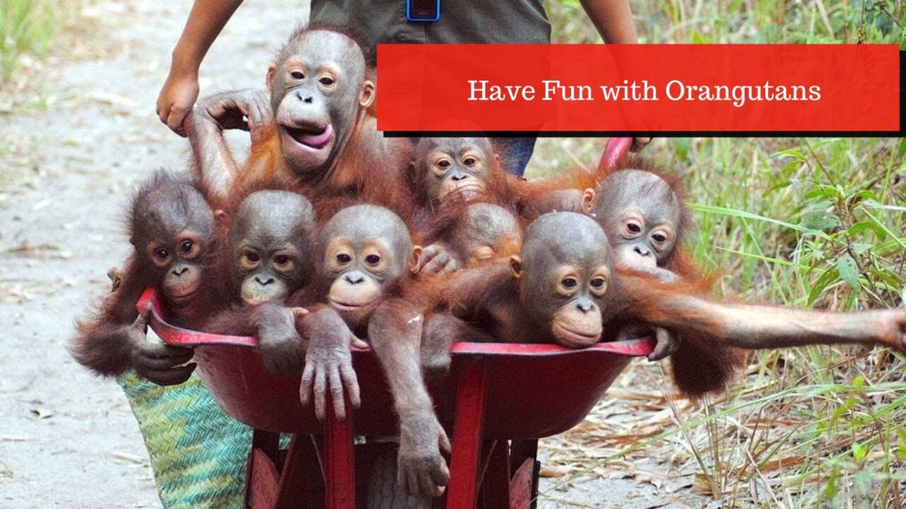Have Fun with Orangutans