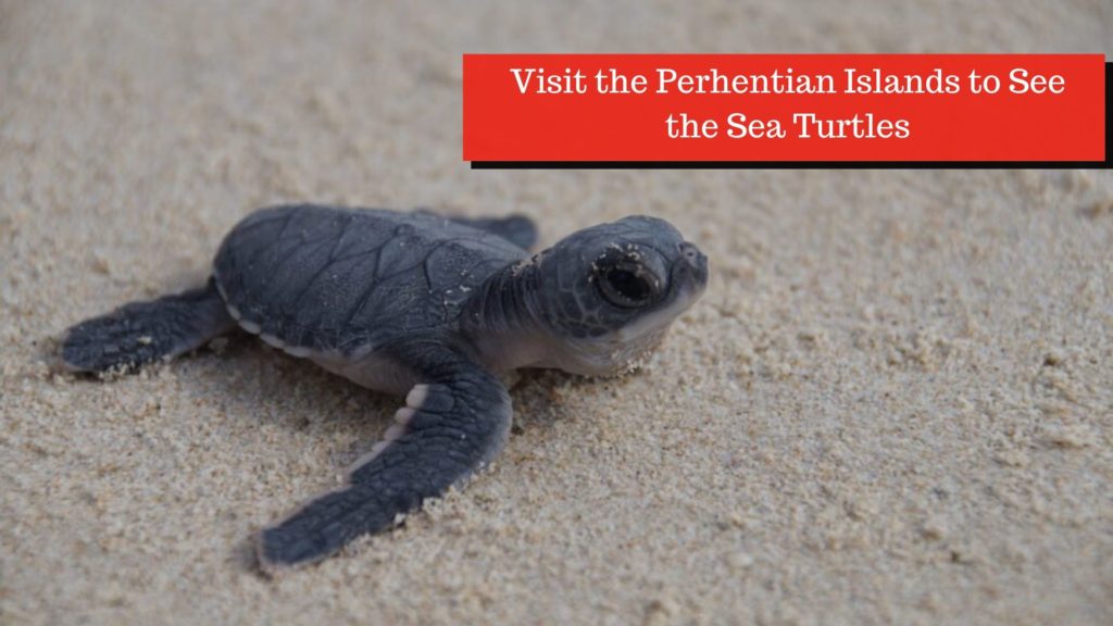 8. Visit the Perhentian Islands to See the Sea Turtles