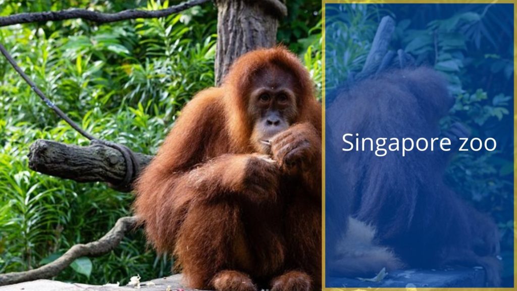 Singapore zoo