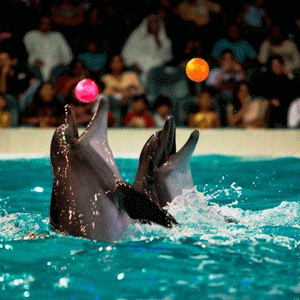 Dolphin Show