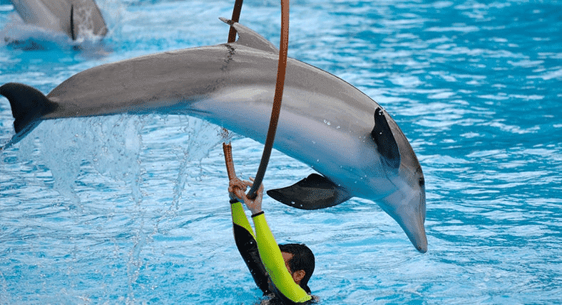 DUBAI DOLPHIN SHOW