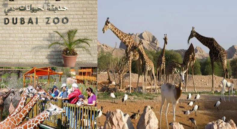 Dubai Zoo