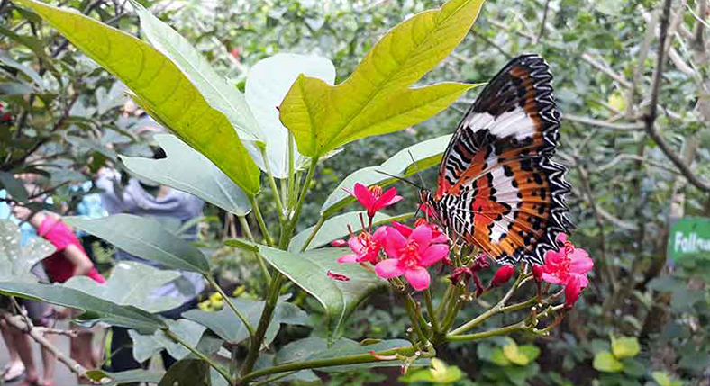 Bali Butterfly Park Tour