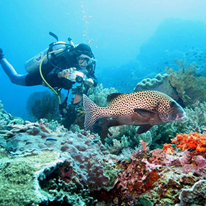 Bali Diving Tour