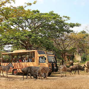 Bali Safari Marine Park Tour