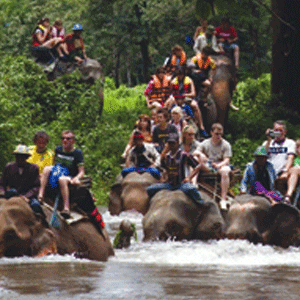 Elephant Ride Tour