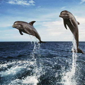 Bali Dolphin Cruise