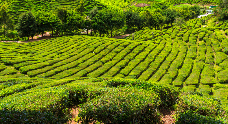 Cameron Highlands City Tours