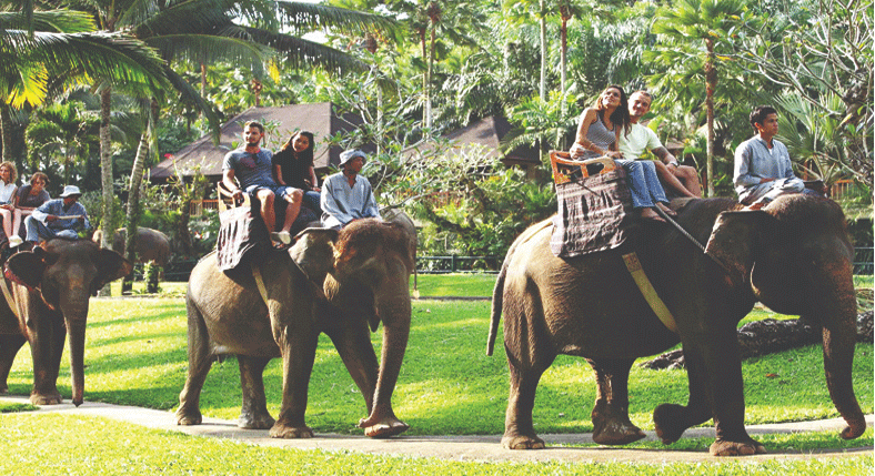Elephant Ride