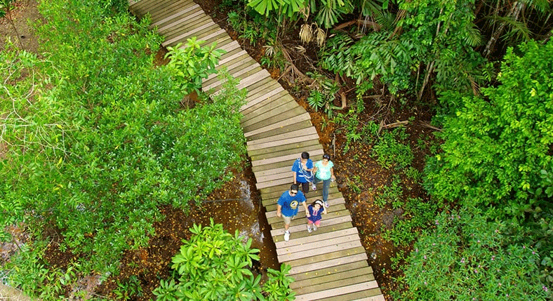 Singapore Forest Adventure Tour